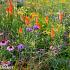 Topaz Prairie Garden