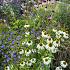 Tourmaline Prairie Garden