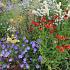 Tourmaline Prairie Garden