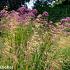 Turquoise Prairie Garden