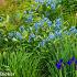 Turquoise Prairie Garden