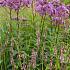 Turquoise Prairie Garden