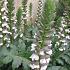 Acanthus mollis