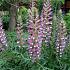 Acanthus spinosus