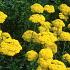 Achillea fil. 'Parker's Variety'