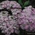 Achillea millefolium