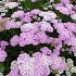 Achillea m. 'Apfelblüte'