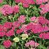 Achillea m. 'Cerise Queen'