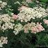 Achillea m. 'Lachsschönheit'