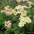 Achillea m. 'Lachsschönheit'