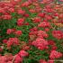 Achillea m. 'Paprika'