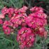 Achillea m. 'Paprika'