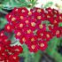 Achillea m. 'Red Beauty'