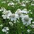 Achillea ptarmica