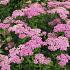 Achillea 'Pretty Belinda'