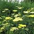 Achillea 'Taygetea'