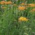 Achillea 'Terracotta'