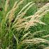 Achnatherum calamagrostis (Stipa cal.)