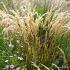 Achnatherum calamagrostis (Stipa cal.)