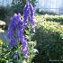 Aconitum carm. 'Arendsii'