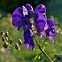 Aconitum henryi 'Spark's Variety'