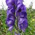 Aconitum napellus