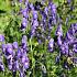 Aconitum napellus