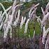 Actaea simp. 'Atropurpurea'