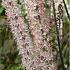 Actaea simp. 'Pink Spike'