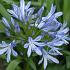 Agapanthus africanus