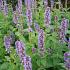 Agastache foeniculum