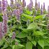 Agastache rugosa