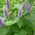 Agastache rugosa