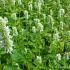 Agastache rugosa 'Alabaster'