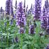 Agastache 'Black Adder'