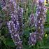 Agastache 'Blue Fortune'