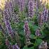 Agastache 'Blue Fortune'