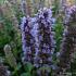 Agastache 'Blue Fortune'