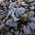 Ajuga reptans 'Atropurpurea'