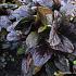 Ajuga reptans 'Atropurpurea'