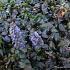 Ajuga reptans 'Catlin's Giant'