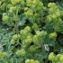 Alchemilla erythropoda