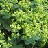 Alchemilla mollis