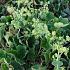 Alchemilla vulgaris