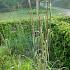 Andropogon gerardii