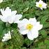 Anemone hyb. 'Whirlwind'