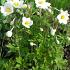 Anemone sylvestris