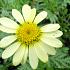 Anthemis hyb. 'E.C. Buxton'