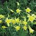 Aquilegia chrysantha 'Yellow Queen'