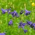 Aquilegia vulgaris